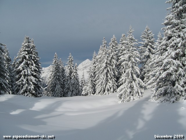 Poudreuse, sapins et Mt Charvin... Poudreuse, sapins et Mt Charvin...