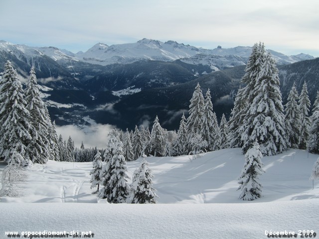 Sapins, poudreuse, massif du Beaufortain et Pierra Menta ! Sapins, poudreuse, massif du Beaufortain et Pierra Menta !