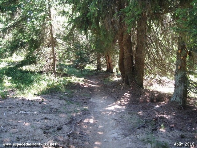 Passage sous les sapins