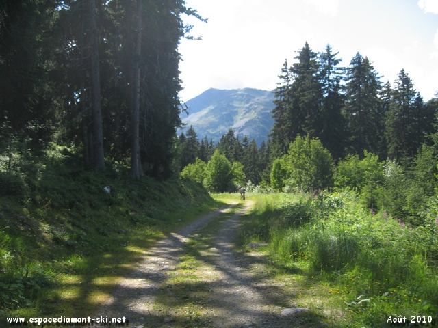 Chemin forestier assez large...