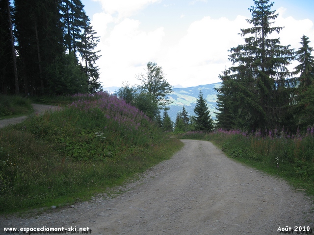Large route forestire