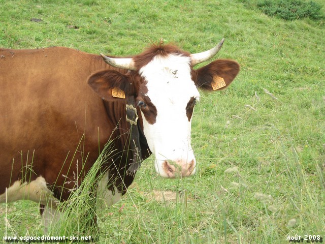 Une belle abondance,  qui l'on doit les clbres Reblochon ou Beaufort