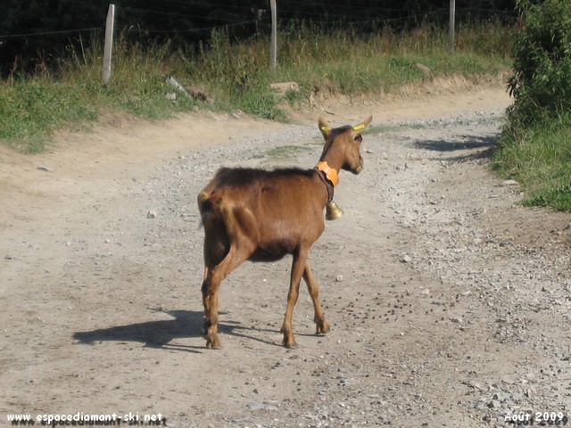 Prudence sur le chemin... traverse d'animaux !