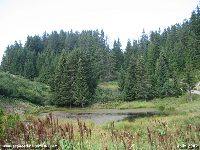 ...minuscule plan d'eau recouvert par des herbes et autres algues