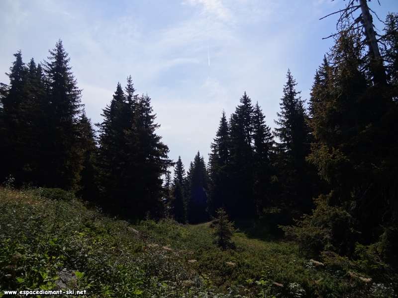 Les sapins sous le soleil