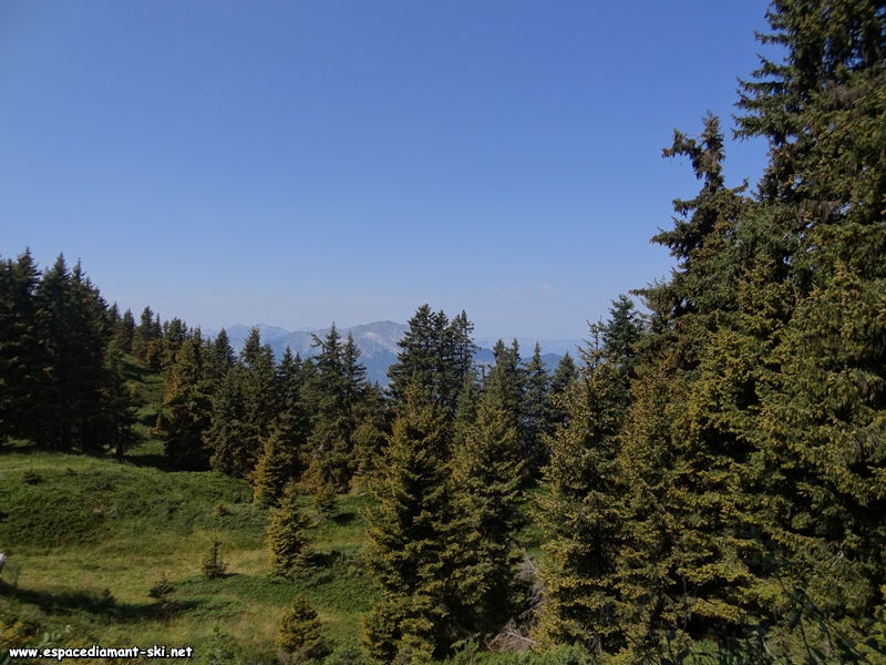 Les sapins et le massif des Bauges au loin