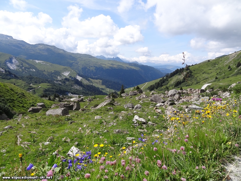Fleurs et rocailles