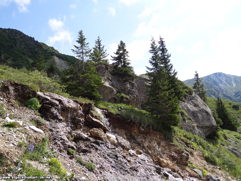 Sapins, rochers et ruisseau