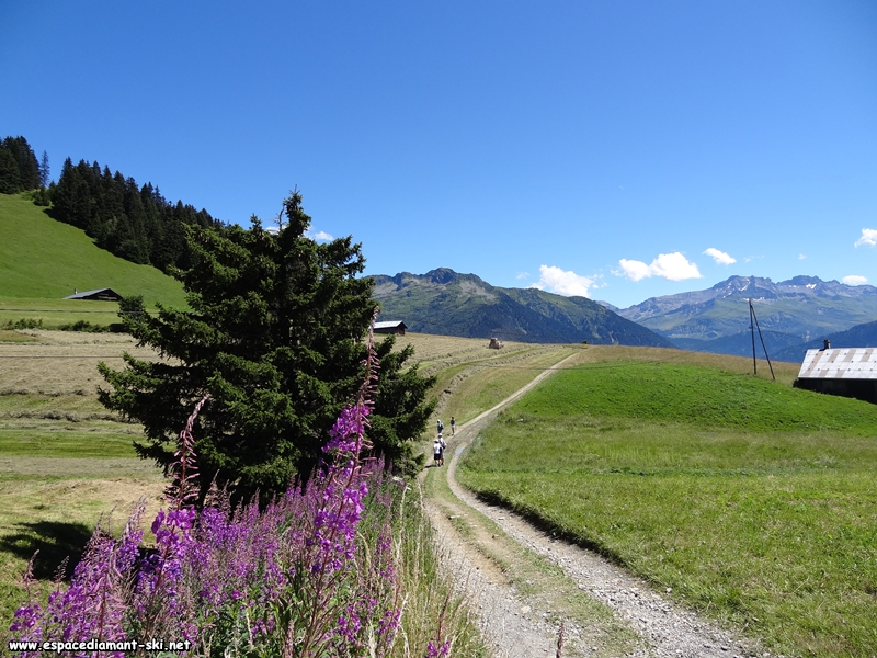 Le chemin dans les alpages