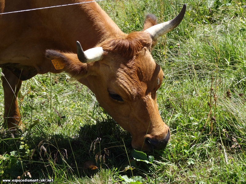 Seule race de vache, avec l'Abondance...