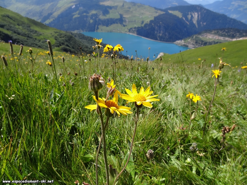 Quelques arnicas des montagnes
